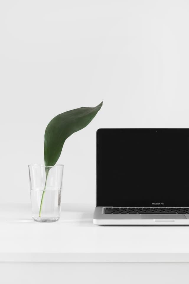 laptop and plant